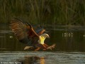 M.A.Z - شکارکردن عقاب آفریقایی
