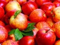 به این ۱۱ دلیل مهم به شما توصیه میکنم هر روز یکعدد سیب بخورید