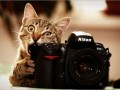تصاویری بامزه از دنیای گربه ها