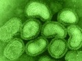آنفلوانزا | انجمن علمی میکروبیولوژی