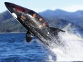 نهنگ قاتل مصنوعی ::تازه های تکنولوژی