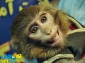 گاردین: میمون فضانورد ایران سالم است