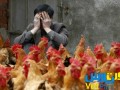 وت پارس :: افزایش نگرانی درباره سرایت آنفلوآنزای مرغی جدید