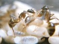 لحظه تولد مورچه را ديده ايد؟! +عکس
