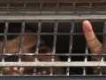 اعتصاب غذای هفتاد اسير فلسطينی در بند اسرائیل -مسلم پرس