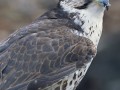 ویدئو:پرواز زیبای شاهین این پرنده افسانه ای