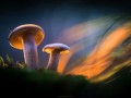 جهان جادویی قارچ های درخشان