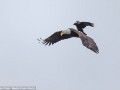عقاب سواری کلاغ (تصاویر)