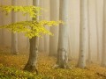 زیبایی خیره کننده ی جنگل راش | تصاویر و مسیر دسترسی به جنگل راش . کاروان