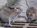 نبرد دانش بنیان با موش های شهری