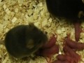 تولد بچه موش‌های سالم بدون نیاز به تخمک و تنها با اسپرم - روژان