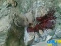 وت پارس :: قاتل خرس‌های سمیرم دادگاهی می‌شود
